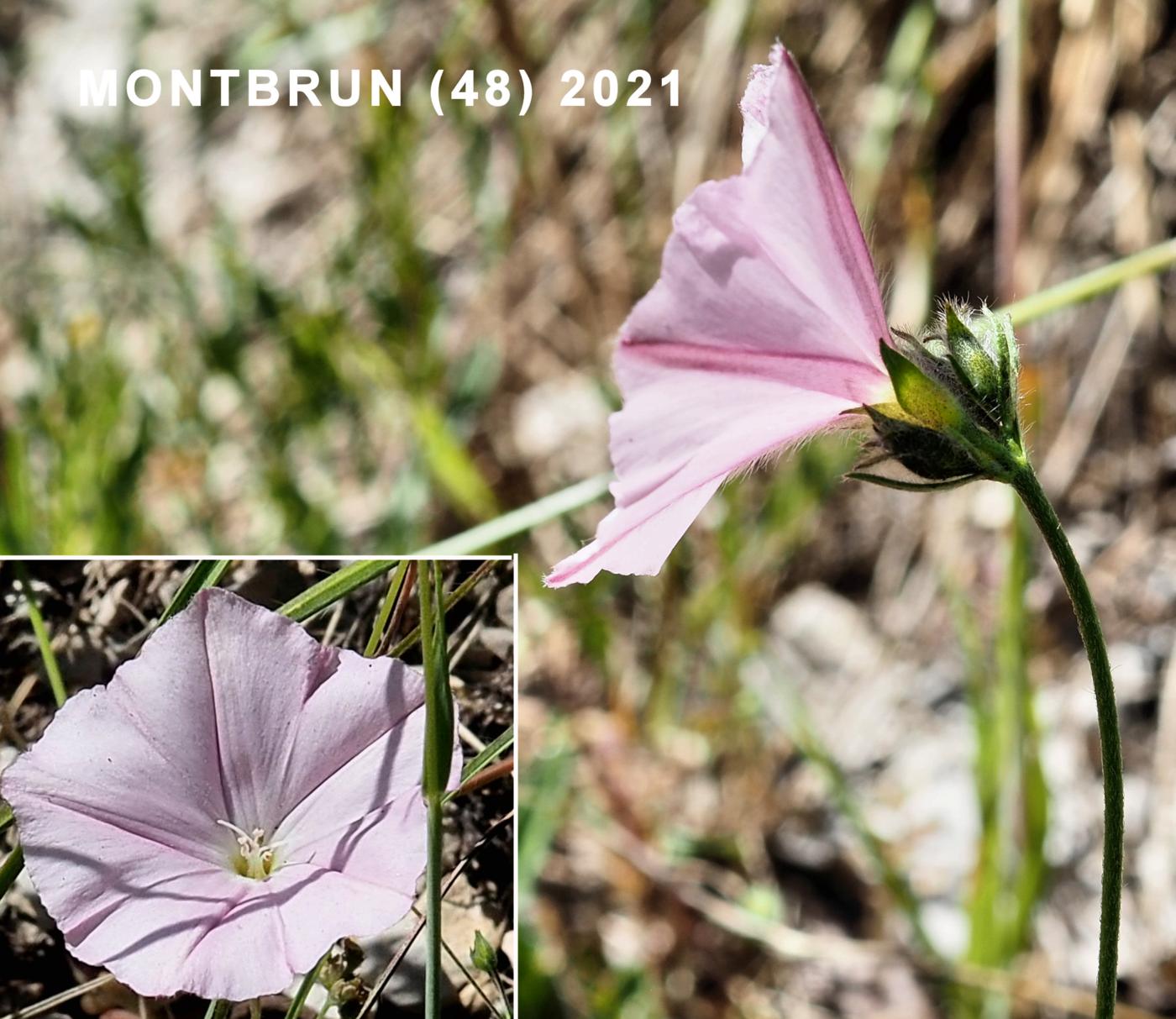 Cantabrian flower